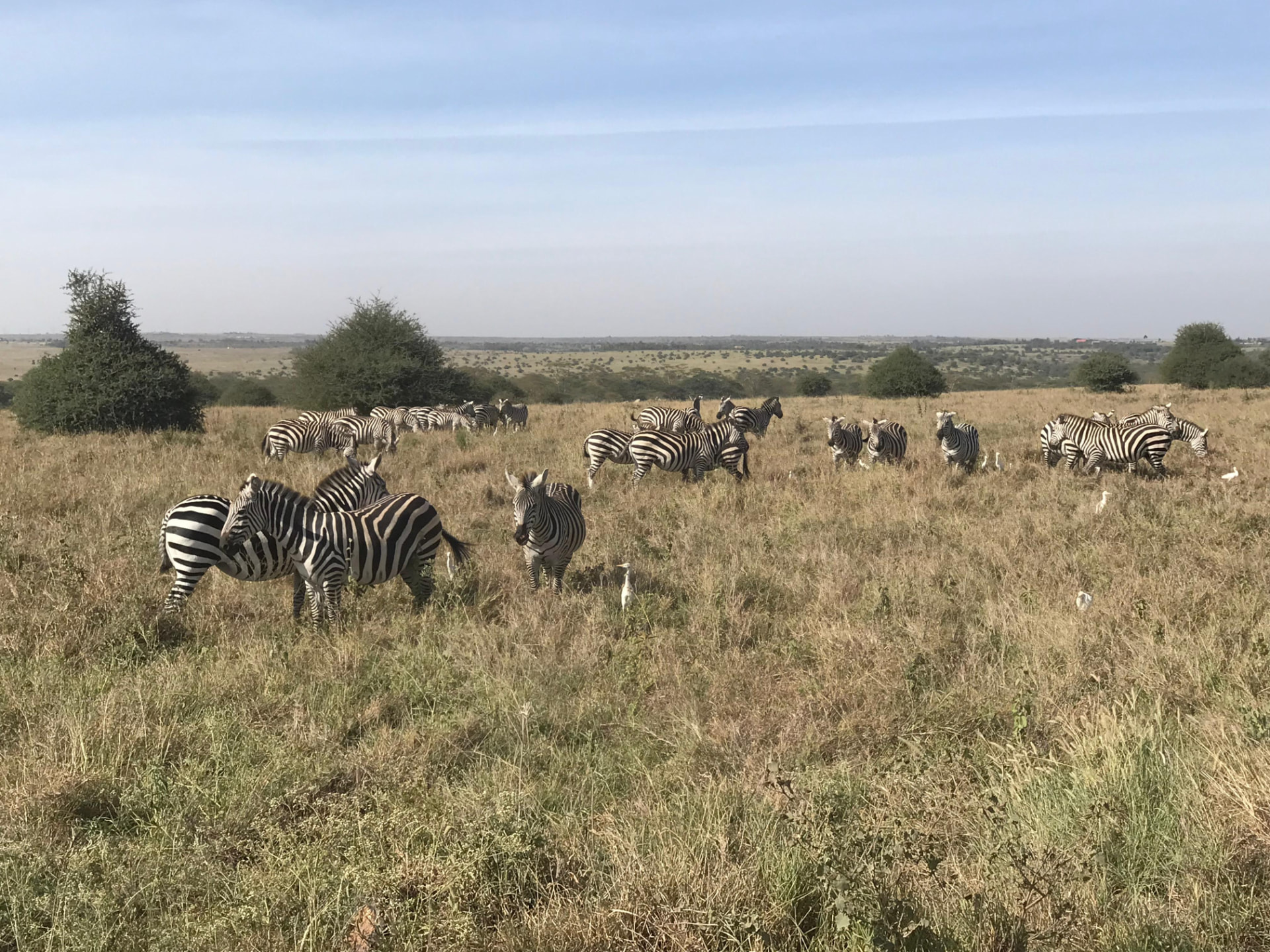 A large herd of zebras grazing across golden grassland with egrets