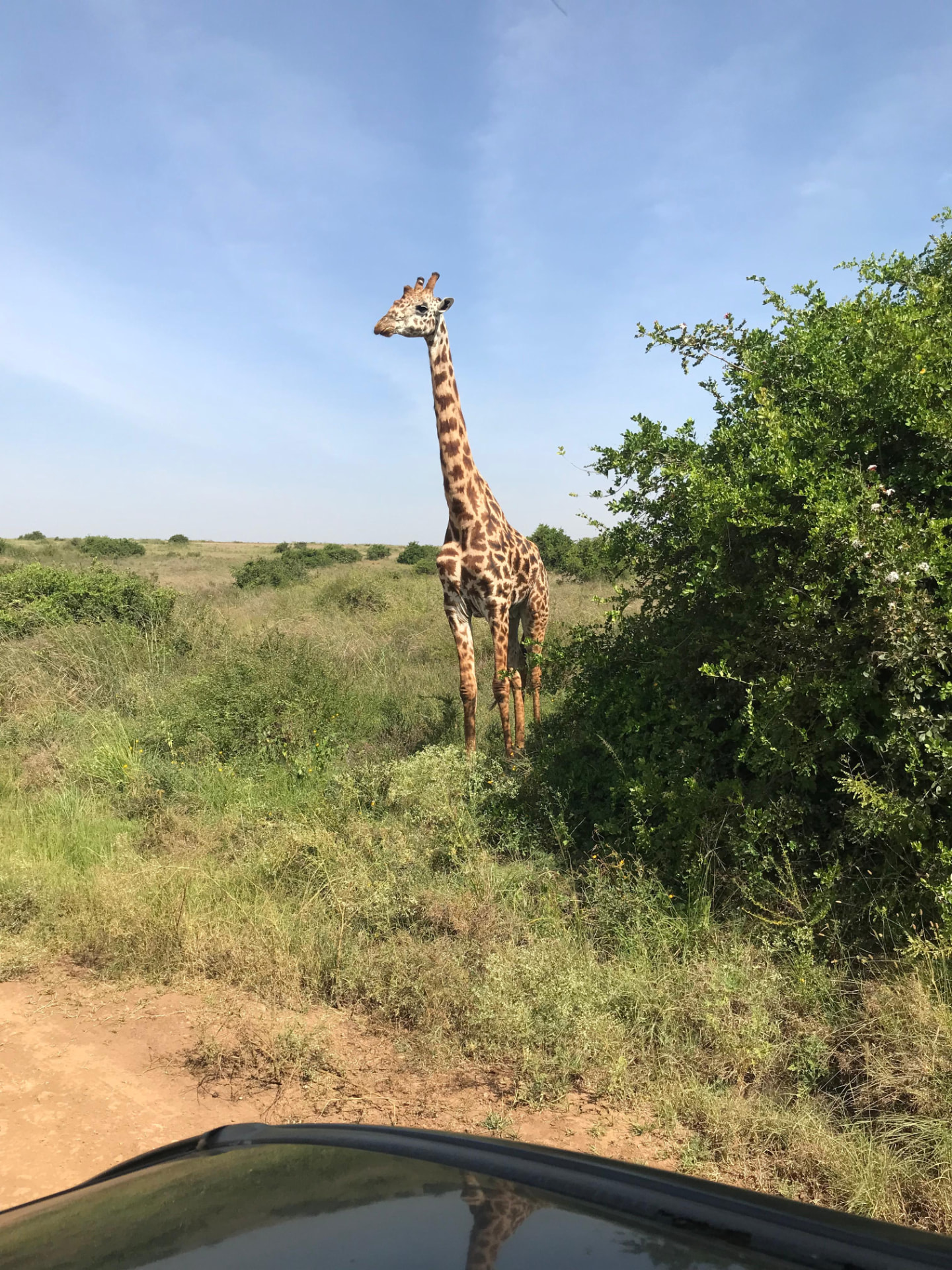A giraffe beside a bush along a dirt track seen from a safari vehicle