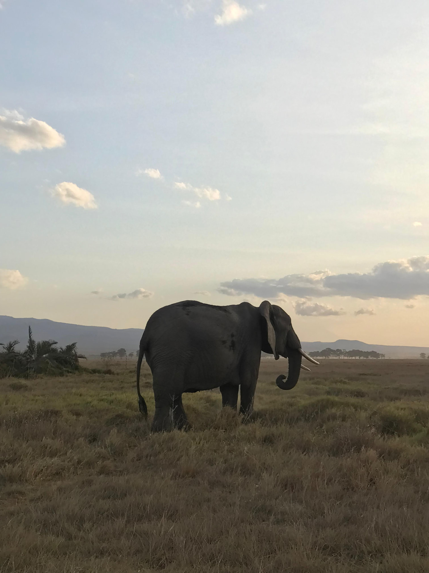 An African elephant standing on open grassland at dusk with distant hills