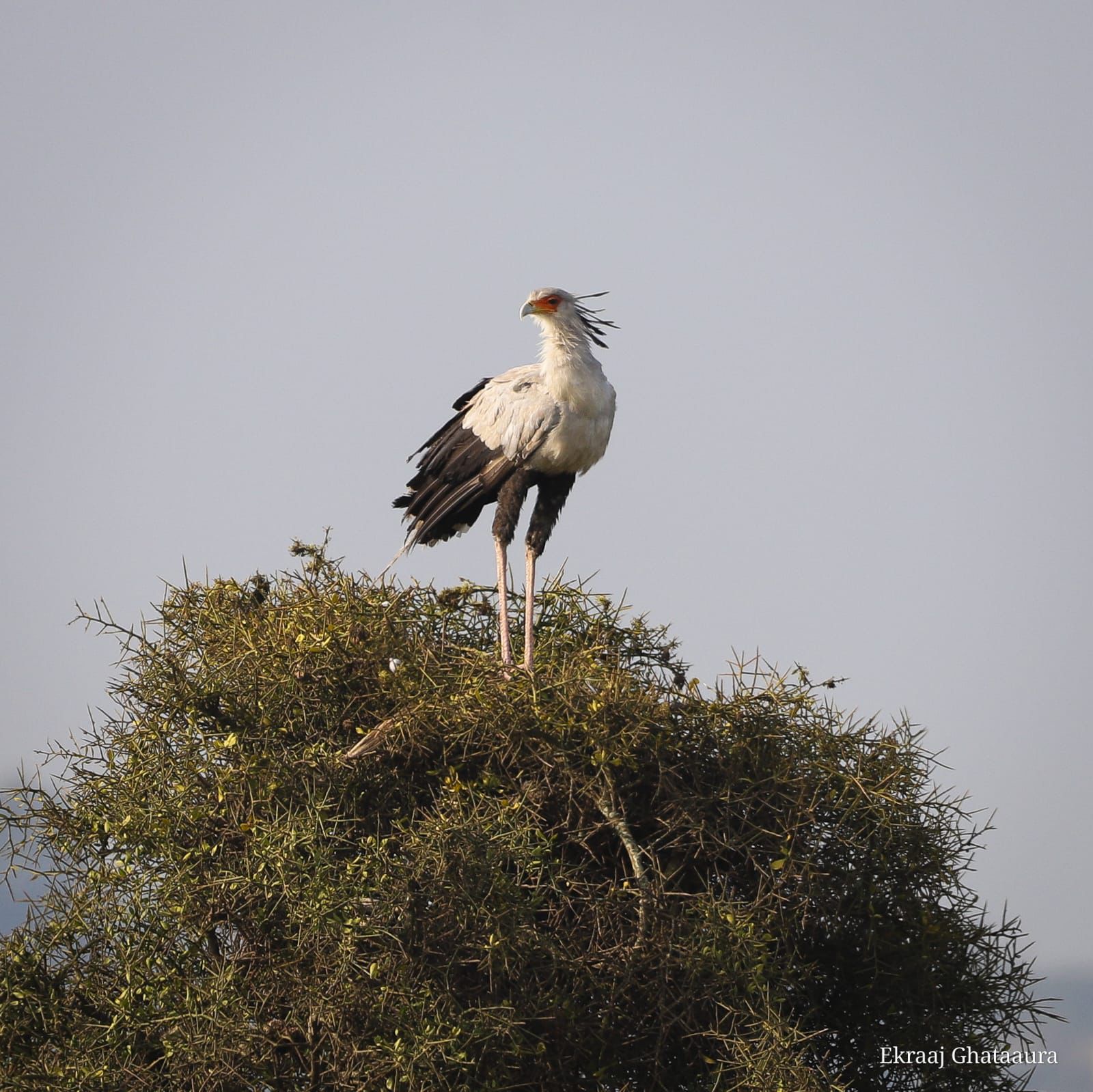 A secretary bird perched on top of a thorny acacia bush