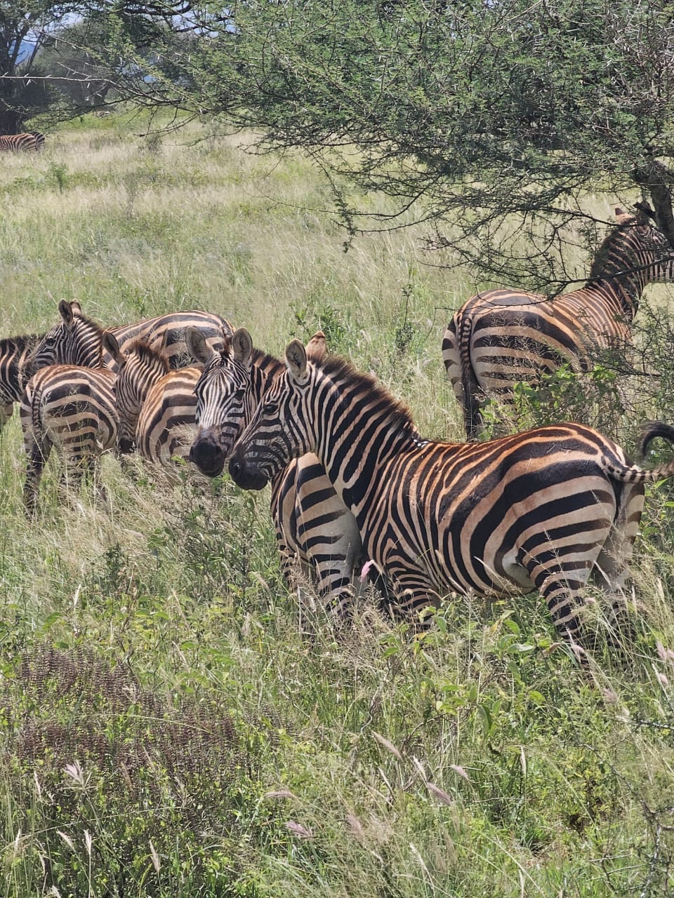 A herd of zebras standing in tall green grass beside an acacia tree
