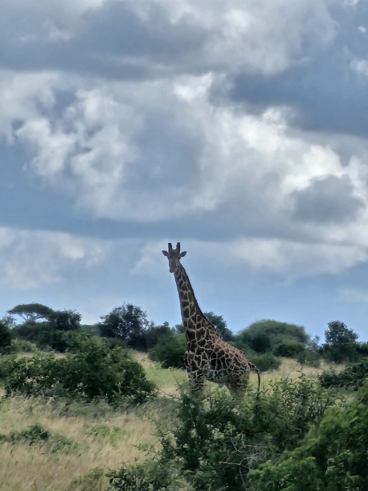 A giraffe standing among green bush under dramatic storm clouds