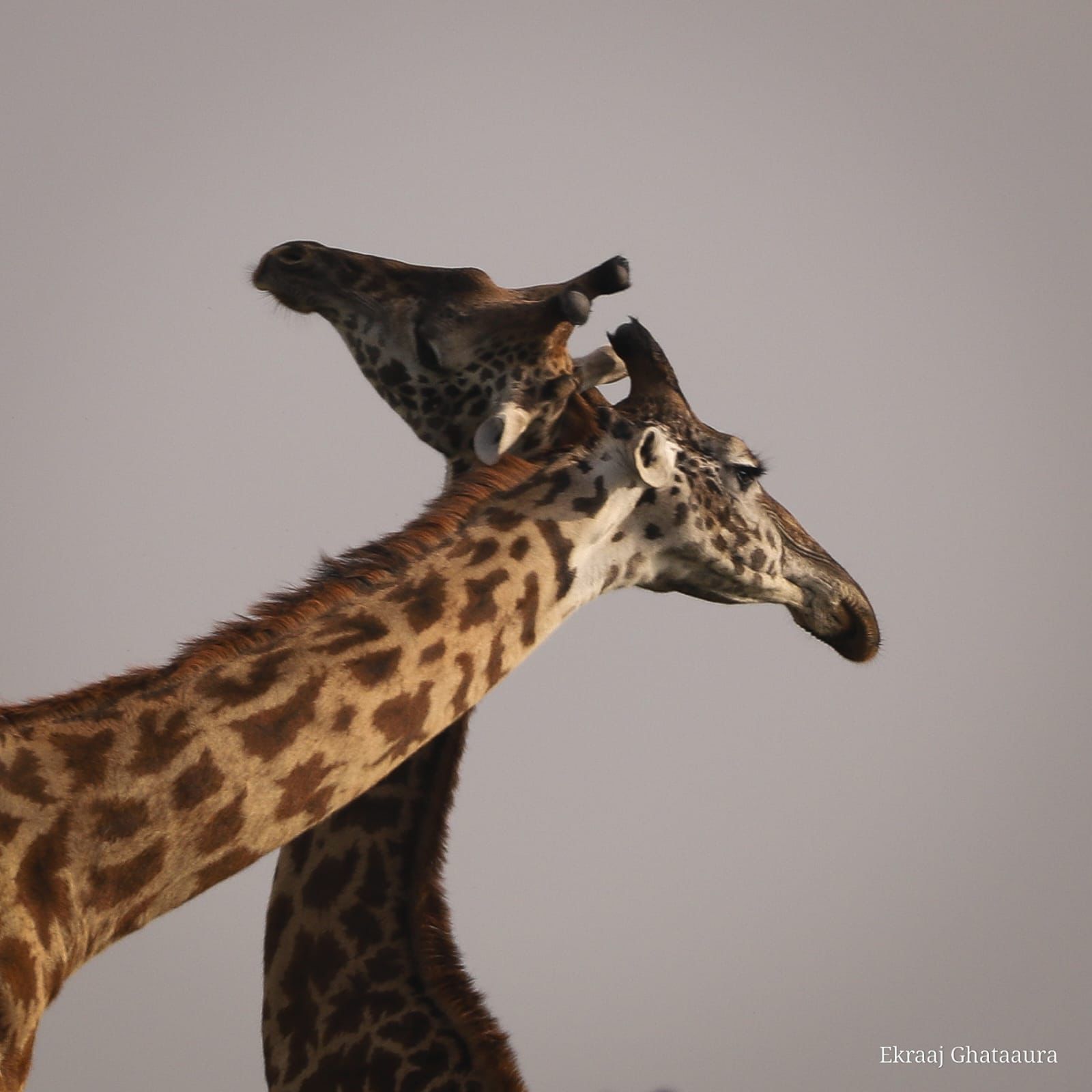 Two giraffes with necks crossed against a soft grey sky