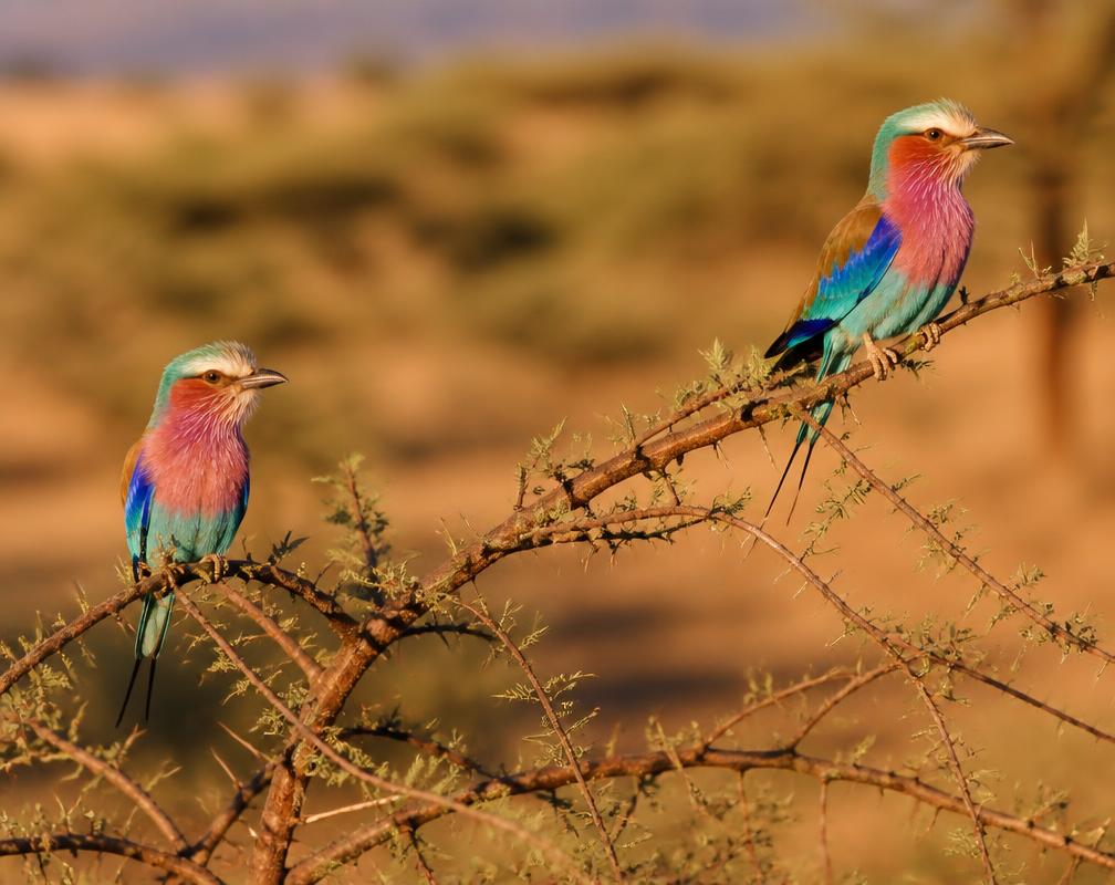 Colorful lilac-breasted rollers perched on an acacia branch