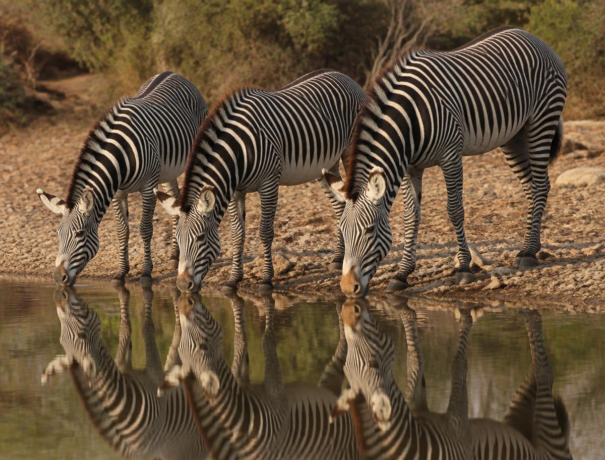 Grevy's zebras drinking at a shallow river with reflections in the water