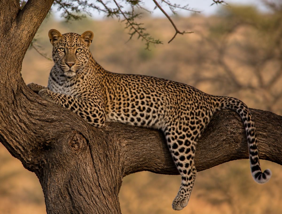 A leopard resting on an acacia branch in warm afternoon light