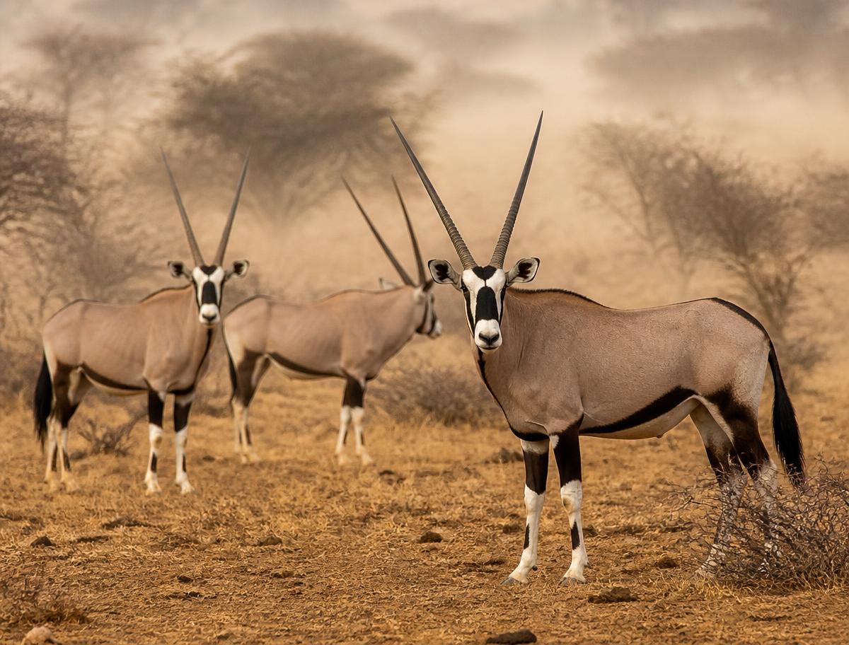 Beisa oryx antelopes standing in dry golden scrubland